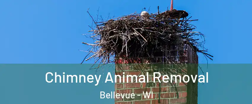  Chimney Animal Removal Bellevue - WI