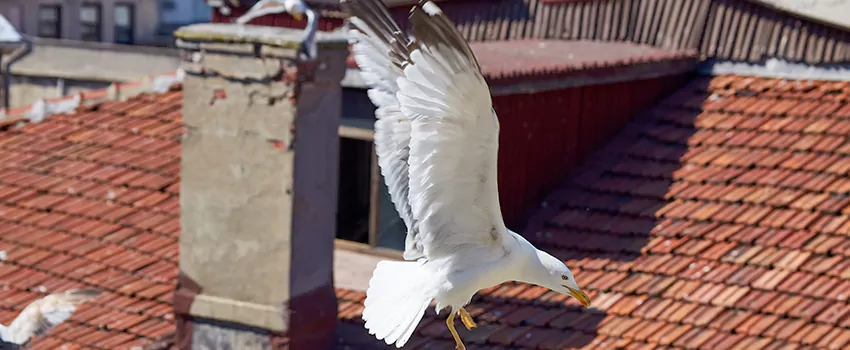 Residential Chimney Animal Removal Solution in Bellevue, WI