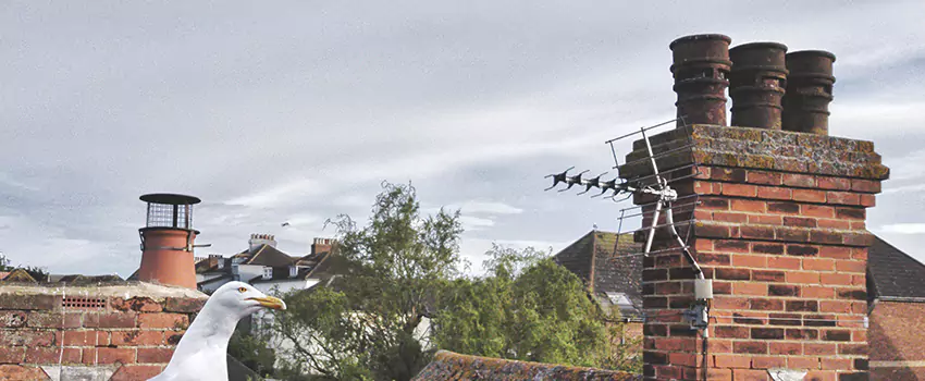 Chimney Cleaning And Restoration in Bellevue, Wisconsin